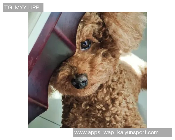 悬赏金激增至两万美元拉姆塞全力寻回心爱爱犬